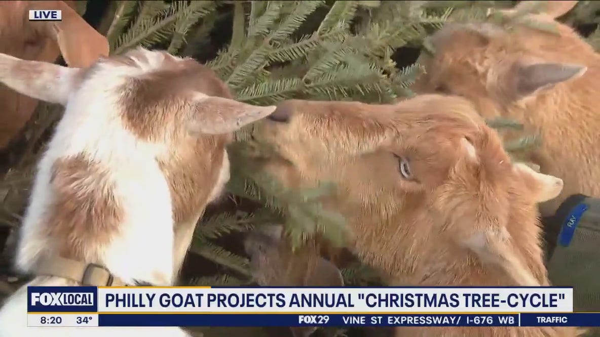 Philly Goat Project's annual 'Christmas Tree-Cycle'